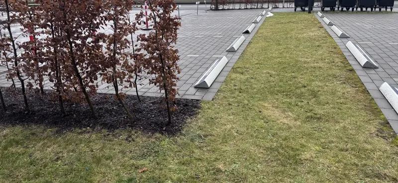Frisch angelegter Rasenstreifen mit Hecke an einem Gehweg